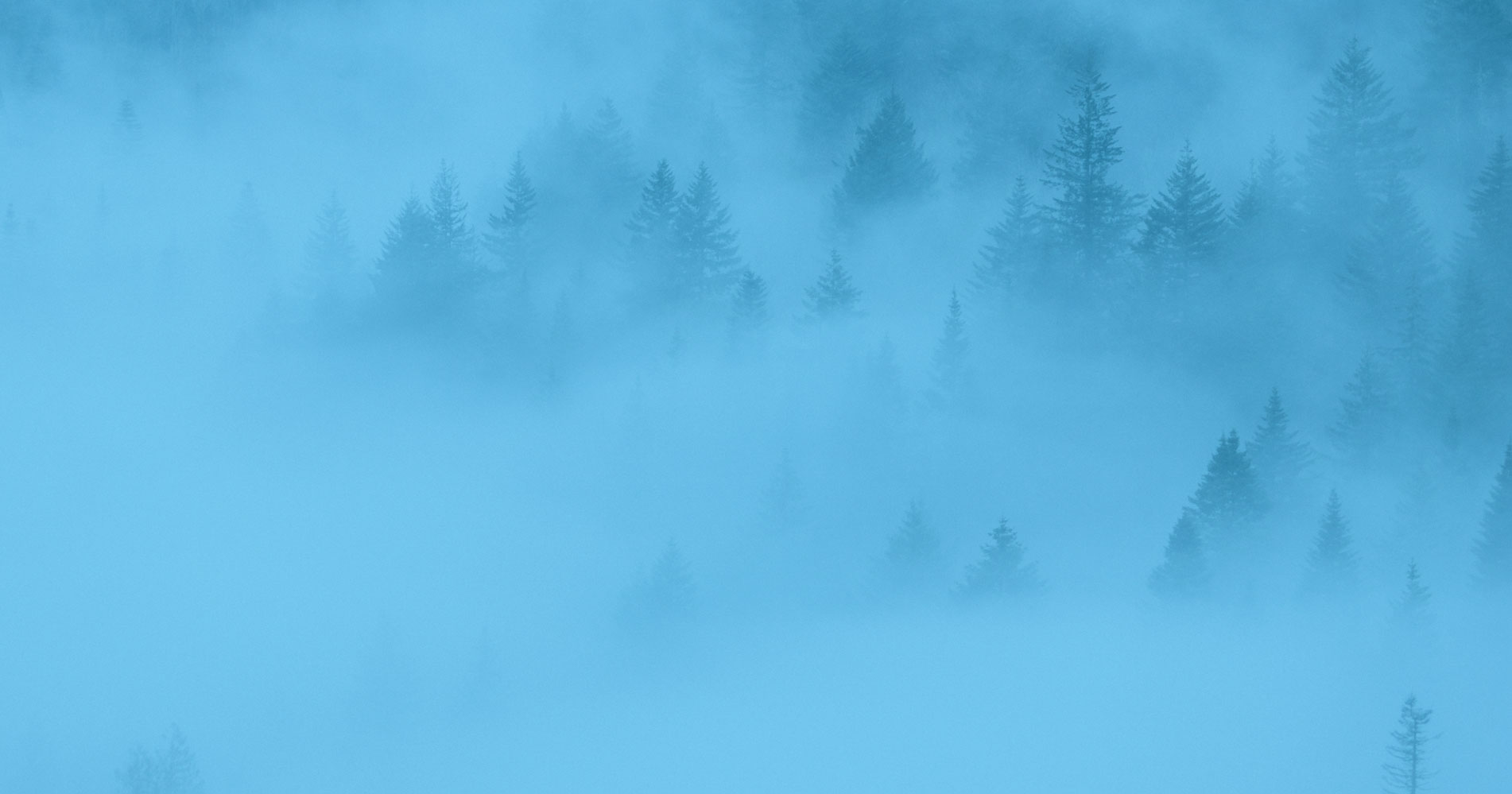 Mountain Trees In The Fog